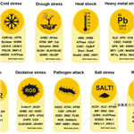 Agrisera植物抗體中國一級(jí)代理